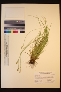 Carex bolanderi image